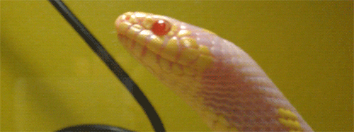 snakes animated GIF 