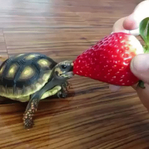 Turtle Eating GIF - Find & Share on GIPHY