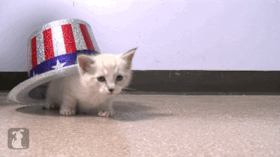 A kitten hiding under a sparkly USA flag tophat