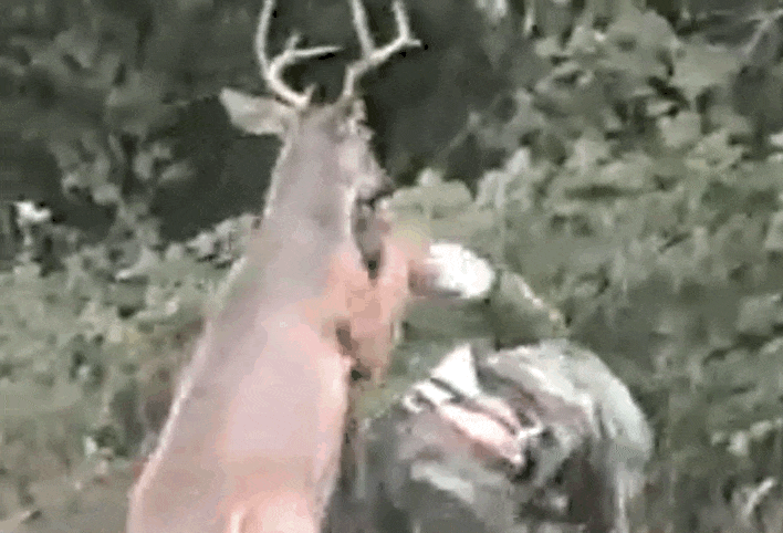 Deer GIF - Find & Share on GIPHY