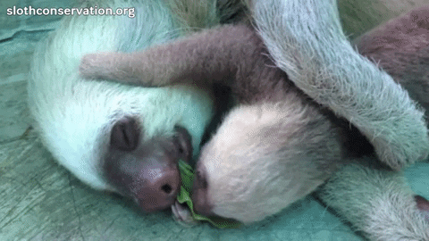 baby sloth eating leaves with mom GIF