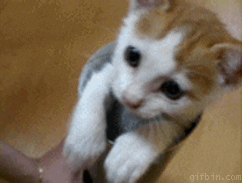 gatito saliendo de un rollo de papel de baño