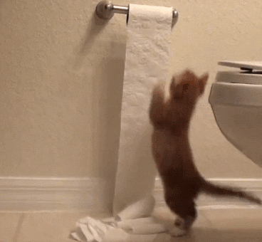  cat kitten bathroom cute cat toilet paper GIF