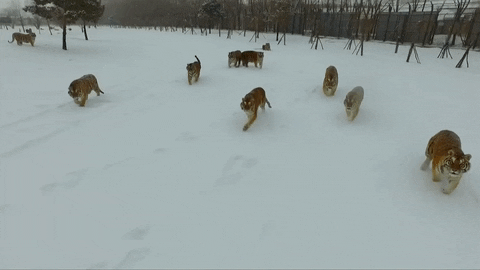 https://media.giphy.com/media/C2hokO3I9KKoo/giphy.gif
