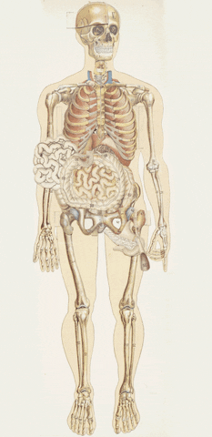 Cuerpo humano en distintas fases.