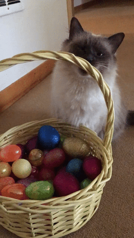 Cats Bunny GIF - Find & Share on GIPHY
