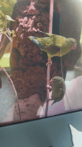 biomuseo panamá