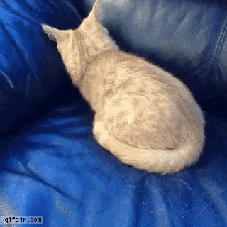 Cat Couch GIF - Find & Share on GIPHY