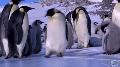 GIF of penguin slipping and falling on the ice