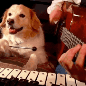 Dancing Dogs (and Animals friends) new Gif thread Giphy