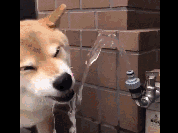 cachorro bebendo água e sorrindo