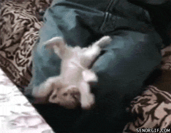 Kitten falling over
