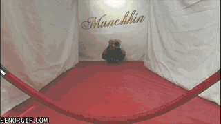 giphy.gif