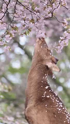 giphy.gif
