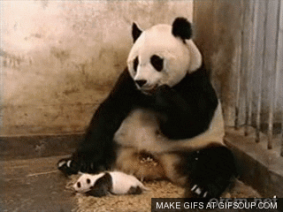 panda sneeze fail eating reactiongifs hungry