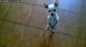 dancing dog