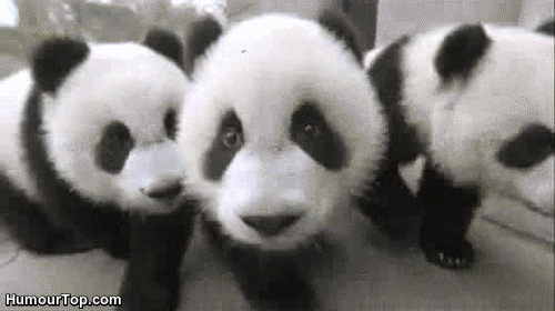 Image of funny baby panda gif
