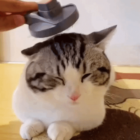 Video of cat being pampered and groomed using a fur Friend