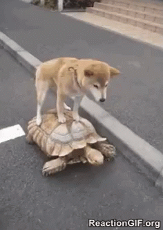 Image result for slow turtle gif