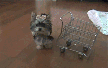 Dog pushing shopping cart