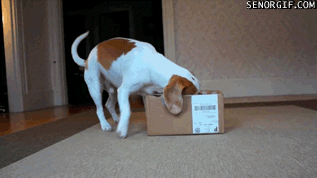 dogs box boxes indogs