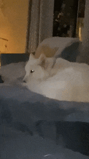 Catto and doggo during christmas in cat gifs