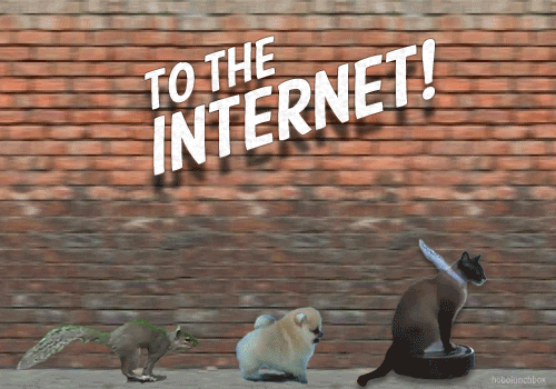 Page Interspecies GIF by Cheezburger - Find & Share on GIPHY