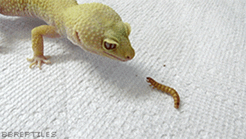 Leapard Gecko GIFs - Find & Share on GIPHY