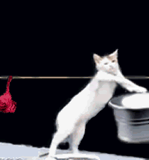 Gif de un gato lavando y tendiendo la ropa.