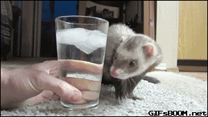 giphy.gif