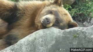 https://media.giphy.com/media/CRas2gDSzY9va/giphy.gif