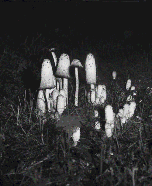 Mushrooms But Not This Picture GIF Find & Share on GIPHY