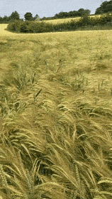 Gif of dog running through a field of tall grasses