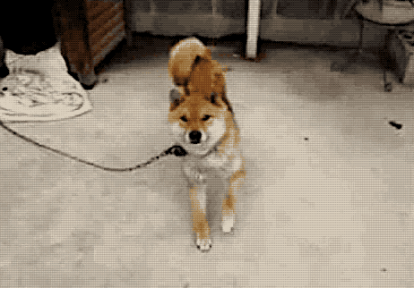 Shiba GIF by Cheezburger Find & Share on GIPHY