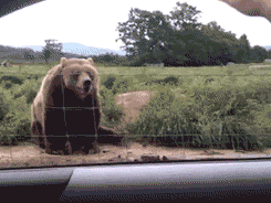 Waving Bear GIF - Find & Share on GIPHY