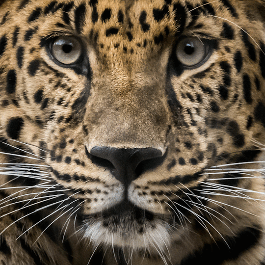 Leopard GIF Find & Share on GIPHY