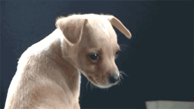 Chihuahua GIFs - Find & Share on GIPHY