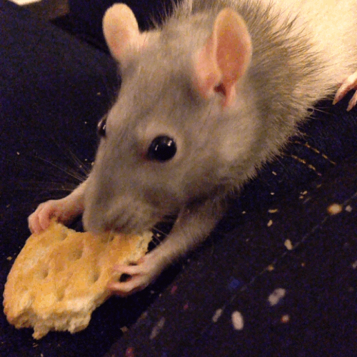 Art Eating GIF by Pasquale D'Silva Find & Share on GIPHY