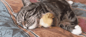giphy-downsized.gif