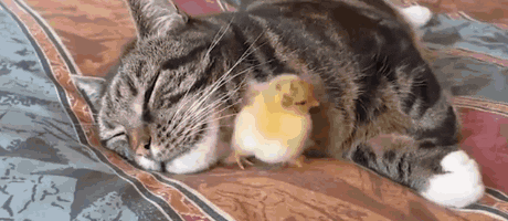 Wake Up Animal Friendship GIF - Find & Share on GIPHY