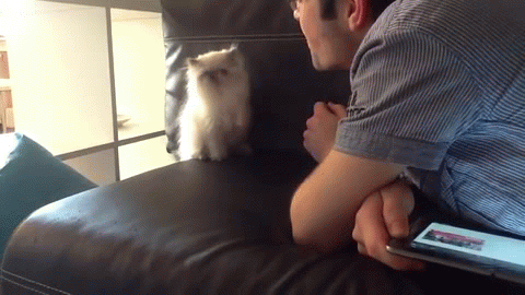Cat Kungfu GIF - Find & Share on GIPHY