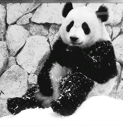 dance snow panda
