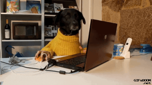 Cachorro mexendo no computador. Esteja online no linkedin