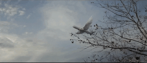 Plane GIF - Find & Share on GIPHY