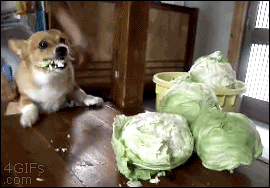 reaction animated GIF