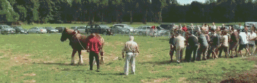 giphy.gif