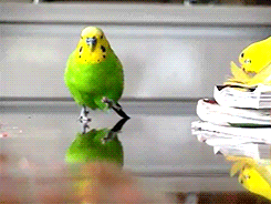 animals running bird colorful parrot