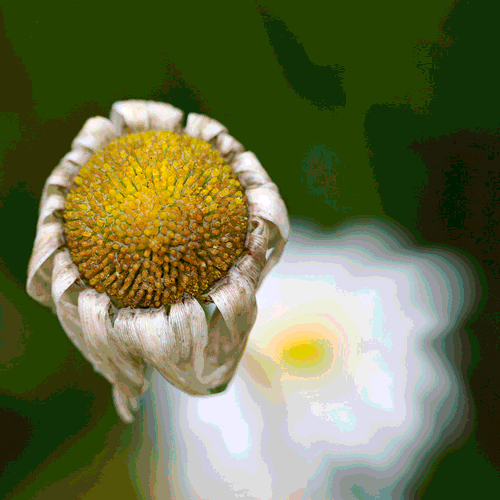 Flower GIFs Find & Share on GIPHY