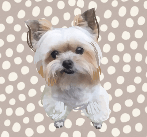 Yorkies GIF - Find & Share on GIPHY
