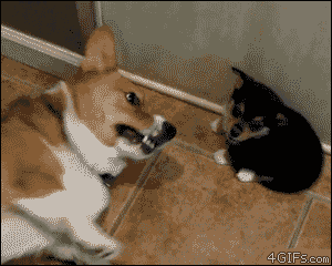 Dog Farts GIF - Find & Share on GIPHY